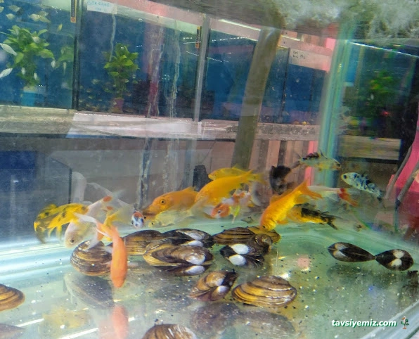 Rüyam Petshop Ve Balıkçılık Malzemeleri