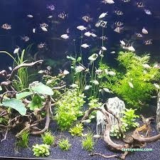 Safari Akvaryum Kongre Toptan &Parakende