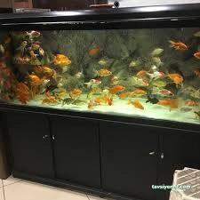 Safari Akvaryum Kongre Toptan &Parakende