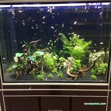 Safari Akvaryum Kongre Toptan &Parakende