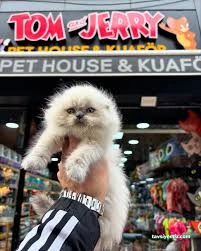 Safari Akvaryum Kongre Toptan &Parakende