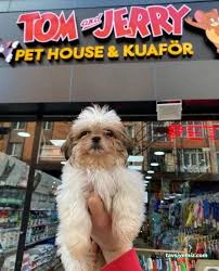 Safari Akvaryum Kongre Toptan &Parakende