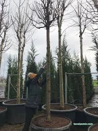 Şahinler Fidancılık Ve Peyzaj