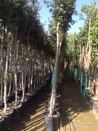 Şahinler Fidancılık Ve Peyzaj