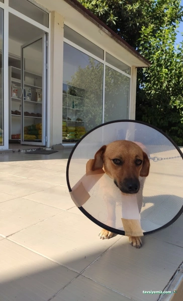 Şahpati Veteriner Kliniği