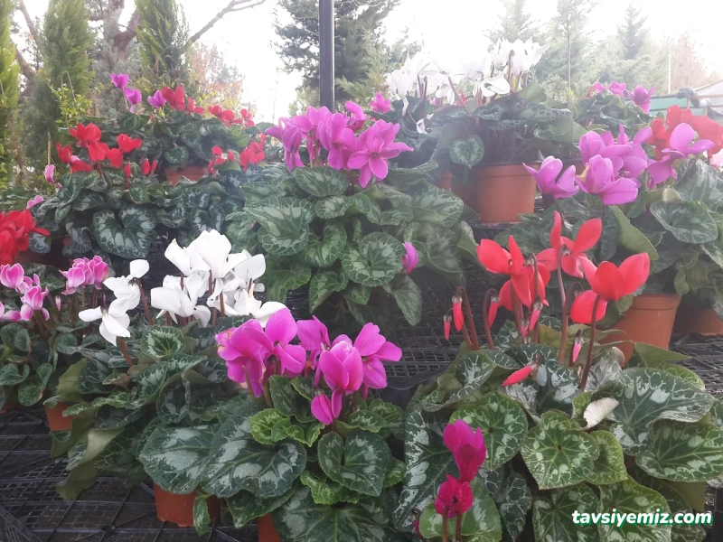 Saklı Bahçe Peyzaj