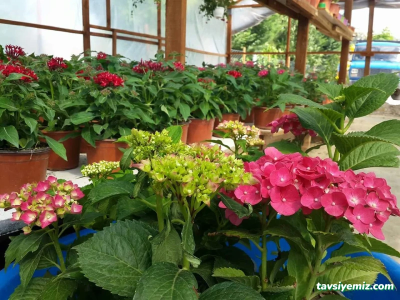 Saklı Bahçe Peyzaj