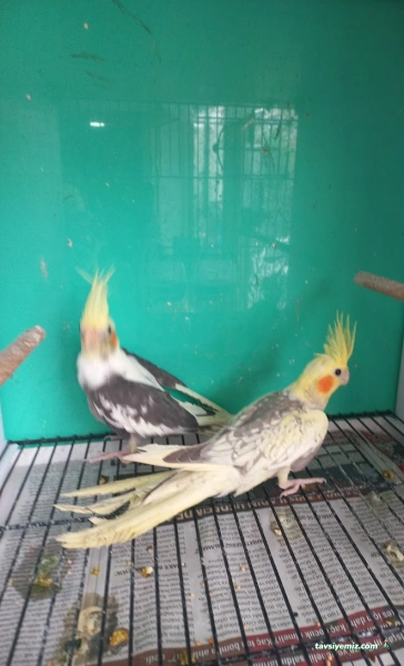 Saklı Cennet Pet Shop