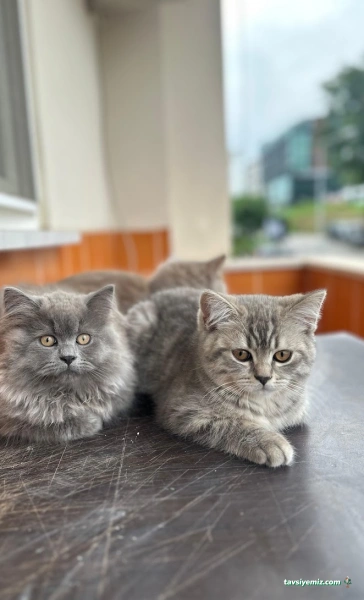 Salih Trabzon Akvaryum Pet Shop Galerisi