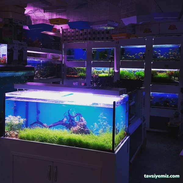 Samsun 55 Akvaryum