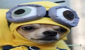 Samsun Pet Fest 2024 - Karadeniz 4.Evcil Hayvan Ve Doğa Festivali