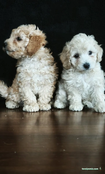 Şanslı Patiler Pet Shop