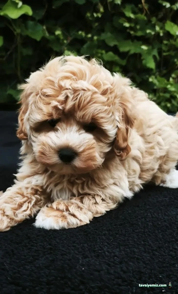 Şanslı Patiler Pet Shop