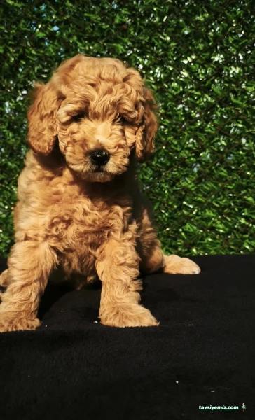 Şanslı Patiler Pet Shop