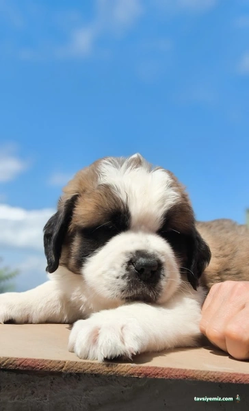 Şanslı Patiler Pet Shop