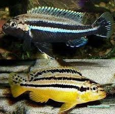 Sarı Siyah Balik (Vedat)