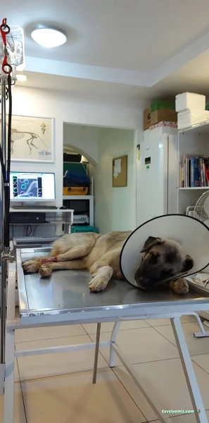 Sayın Veteriner Kliniği