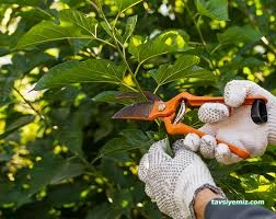 Sedir Tarım Süs Bitkileri Ve Fidanlığı