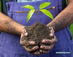 Sedir Tarım Süs Bitkileri Ve Fidanlığı