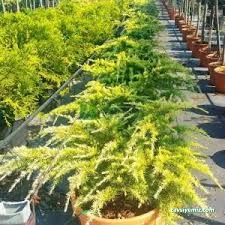 Sedir Tarım Süs Bitkileri Ve Fidanlığı