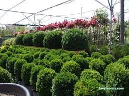 Sedir Tarım Süs Bitkileri Ve Fidanlığı