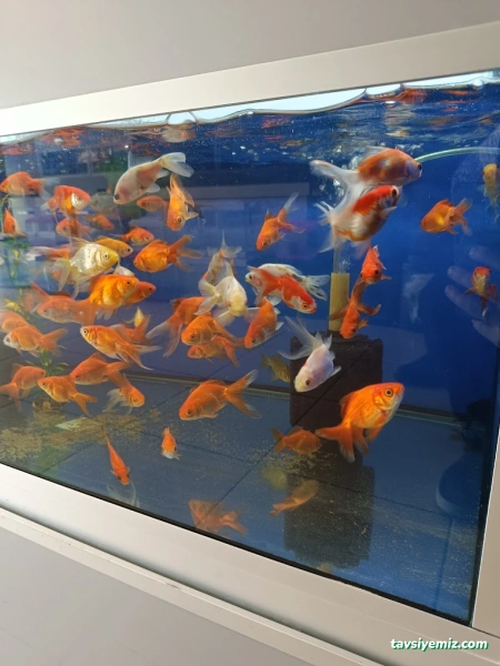 Şen Akvaryum& Av Bayii