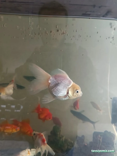 Şen Akvaryum& Av Bayii