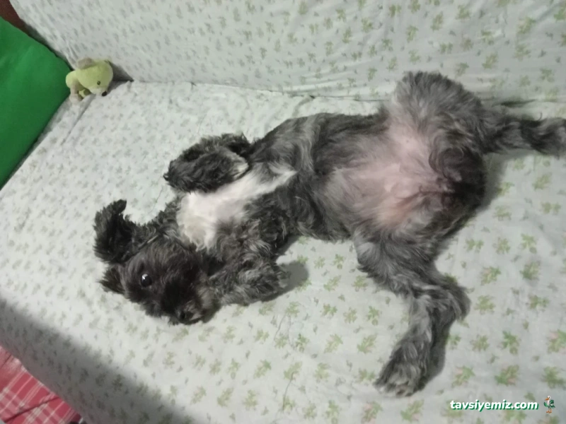 Şenlikköy Veteriner Kliniği