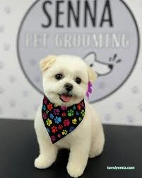 Senna Pet Kuaför&Petshop
