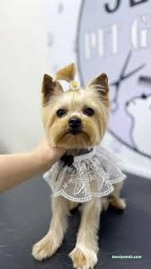 Senna Pet Kuaför&Petshop