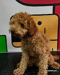 Senna Pet Kuaför&Petshop