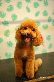 Senna Pet Kuaför&Petshop