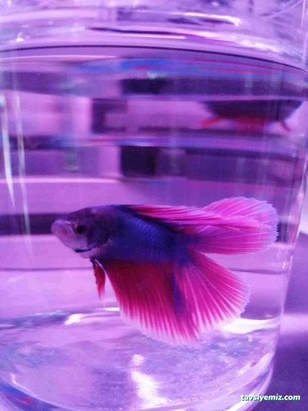 Sera Aquarium Pet Market & Pet Center & Pet Shop