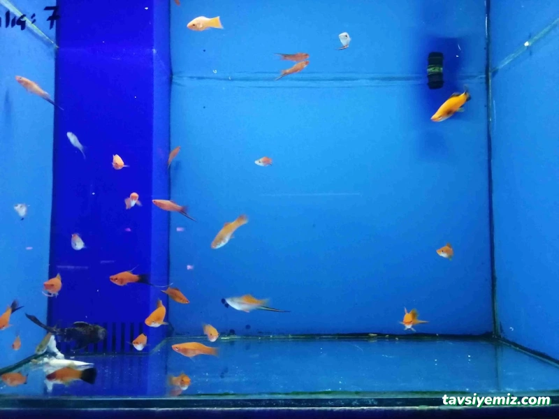 Sera Aquarium Pet Market & Pet Center & Pet Shop