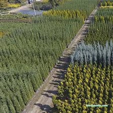 Sera Park Tarım Peyzaj Fidancılık