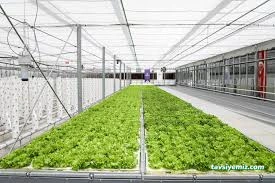 Sera Park Tarım Peyzaj Fidancılık