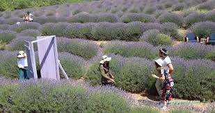 Serence Lavanta Festival Alanı