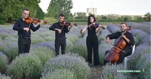 Serence Lavanta Festival Alanı