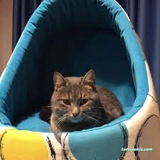 Sevimli Patiler Pet Kuaförü-Pet Hotel