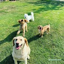 Sevimli Patiler Pet Kuaförü-Pet Hotel