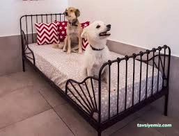 Sevimli Patiler Pet Kuaförü-Pet Hotel