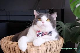 Sevimli Patiler Pet Kuaförü-Pet Hotel