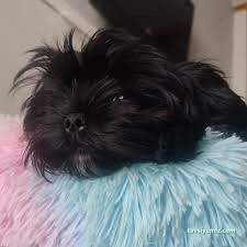 Sevimli Patiler Pet Kuaförü-Pet Hotel