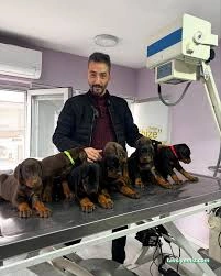 Şifa Veteriner Kliniği