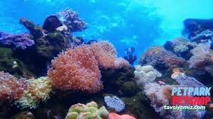 Siirt Petpark Petshop Akvaryum