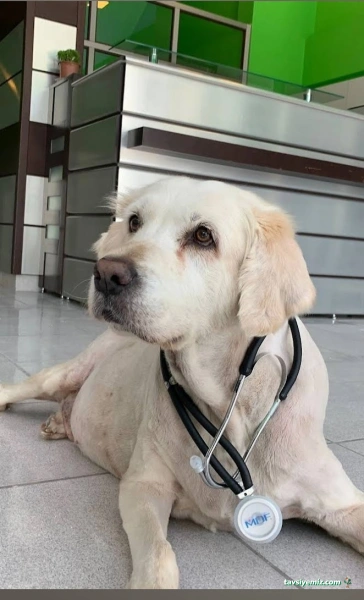 Sincan İlgivetpol Veteriner Polikliniği / Sincan Veteriner Kliniği