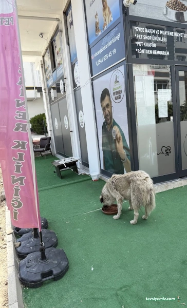 Sincan Pet Veteriner Kliniği