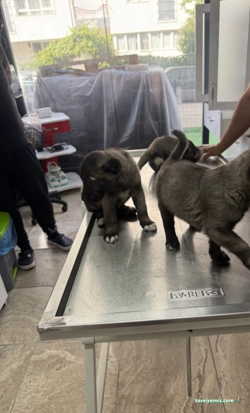 Sincan Pet Veteriner Kliniği