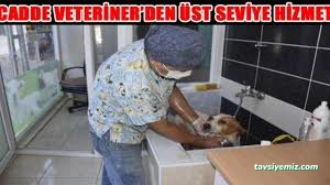 Sinop Cadde Veteriner Kliniği