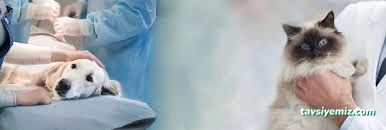 Sinop Cadde Veteriner Kliniği